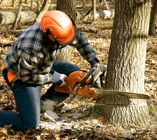 Tree Removal in Denton, TX